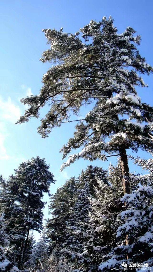 兴安红松 傲雪凌风