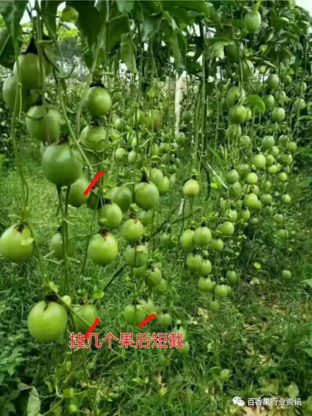 百香果篱笆式种植的优缺点,多图分享!