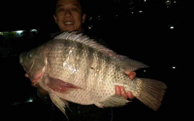 珠江最大罗非鱼市民大桥下夜钓收获十五斤罗非鱼
