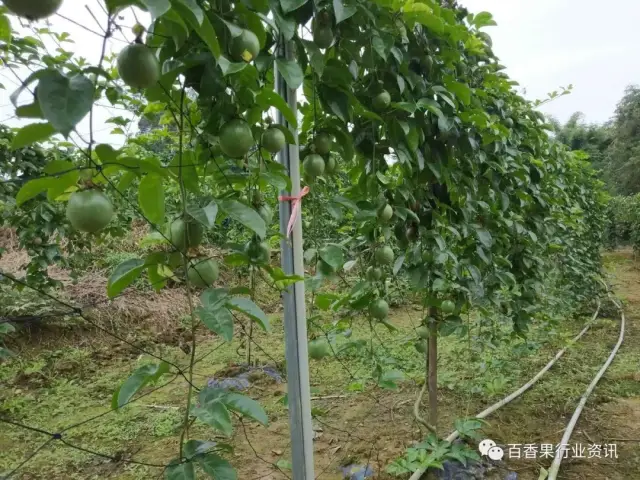 百香果篱笆式种植的优缺点,多图分享!