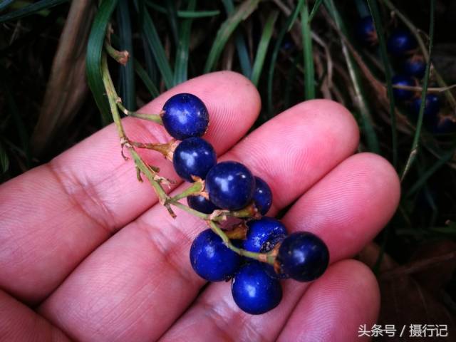 这种草像兰花草,冬日结蓝色的果实,您认识吗?其小块根润肺清心