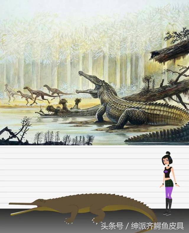 29,狂齿鳄属