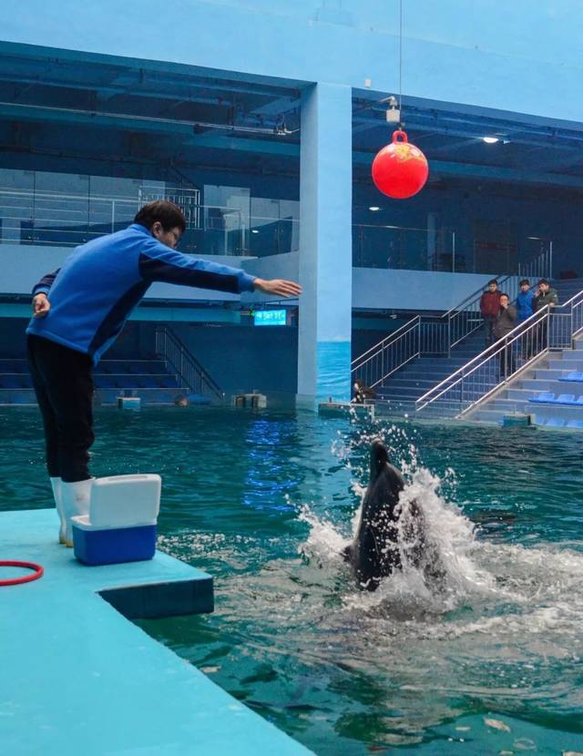 5米以下儿童海洋馆 海豚馆门票免费送!1票进2馆还有各种节目表演