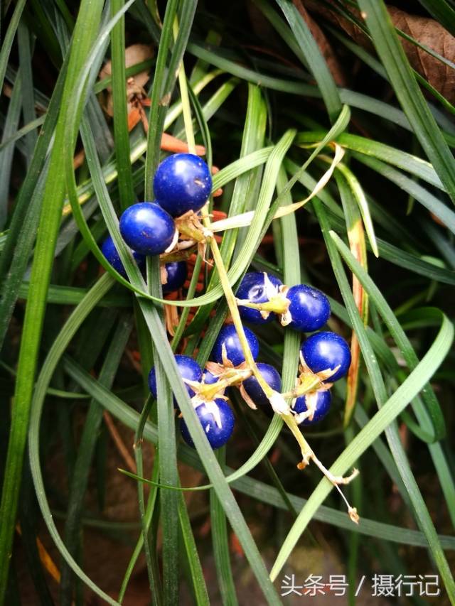这种草像兰花草,冬日结蓝色的果实,您认识吗?其小块根润肺清心