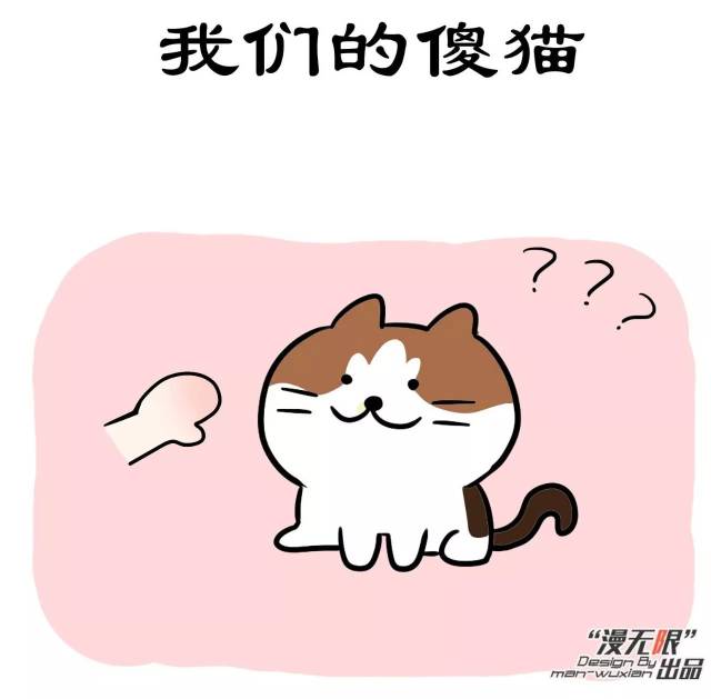 别人家的猫是这样的,而我家猫又傻又萌!