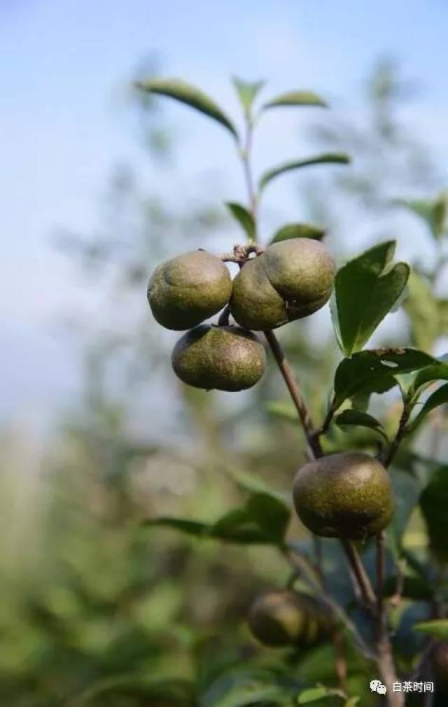 《毫香蜜韵·福鼎寻茶记‖这是读懂中国白茶的最好开始