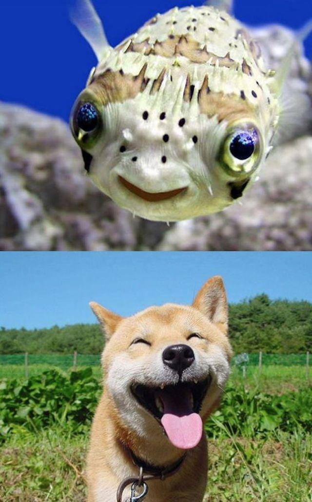 这些动物的笑脸有天然的魔力,你被感染到了吗_手机搜狐网