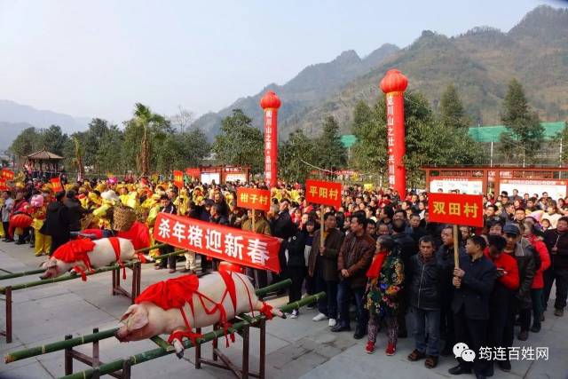 巡游完后,紧接着举行了杀年猪祭祖的仪式.