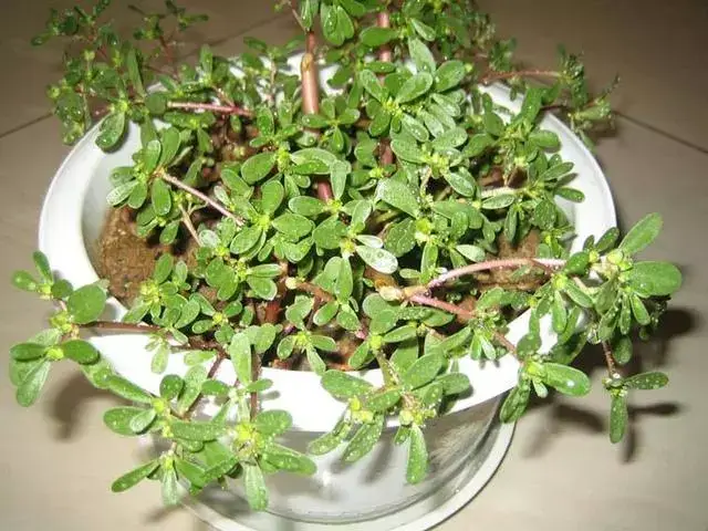 阳台上也能种野菜?用花盆栽马齿苋,一个月就能吃!