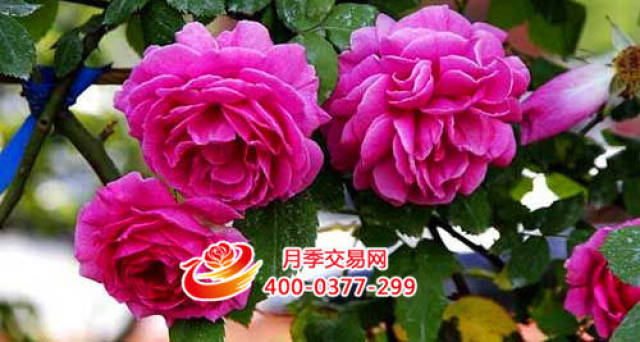 月季花期控制 你知道吗(图1) 月季花期控制 你知道吗(图1)