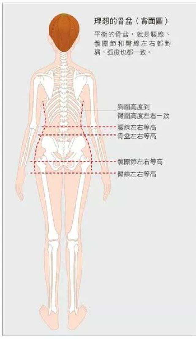 骨盆—人体脊椎的地基