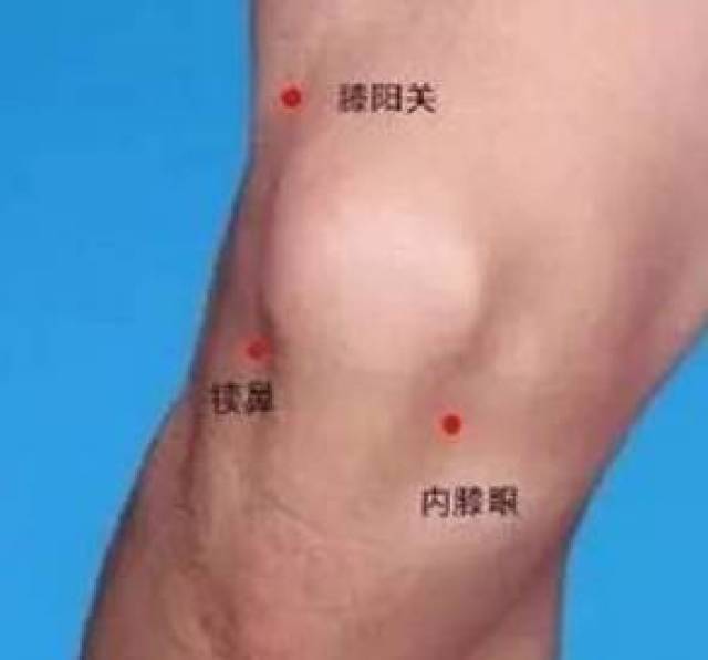 犊鼻穴的位置:屈膝,在膝部髌骨和髌韧带外侧的凹陷中.