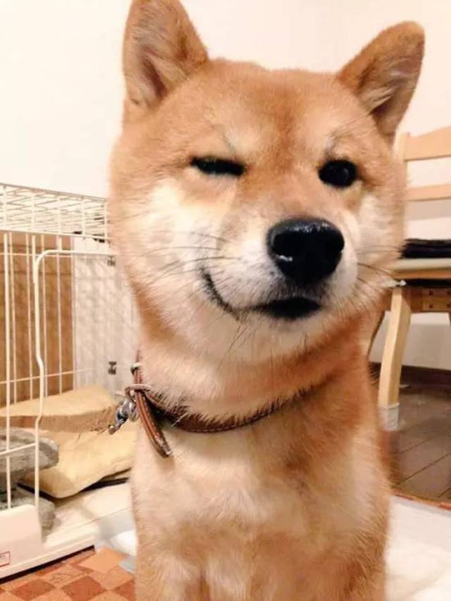 戏精柴柴,每个表情都真的都很有事啊