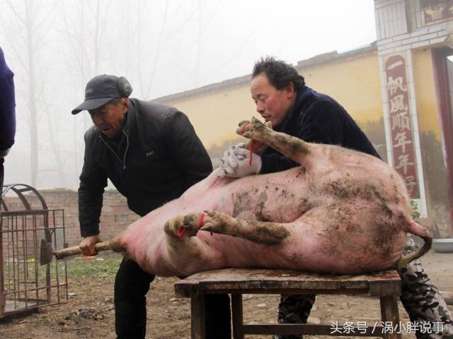 安徽农村杀猪过年,七旬老人40年免费为乡邻杀"过年猪"