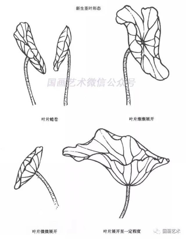 线描荷花画法与画谱