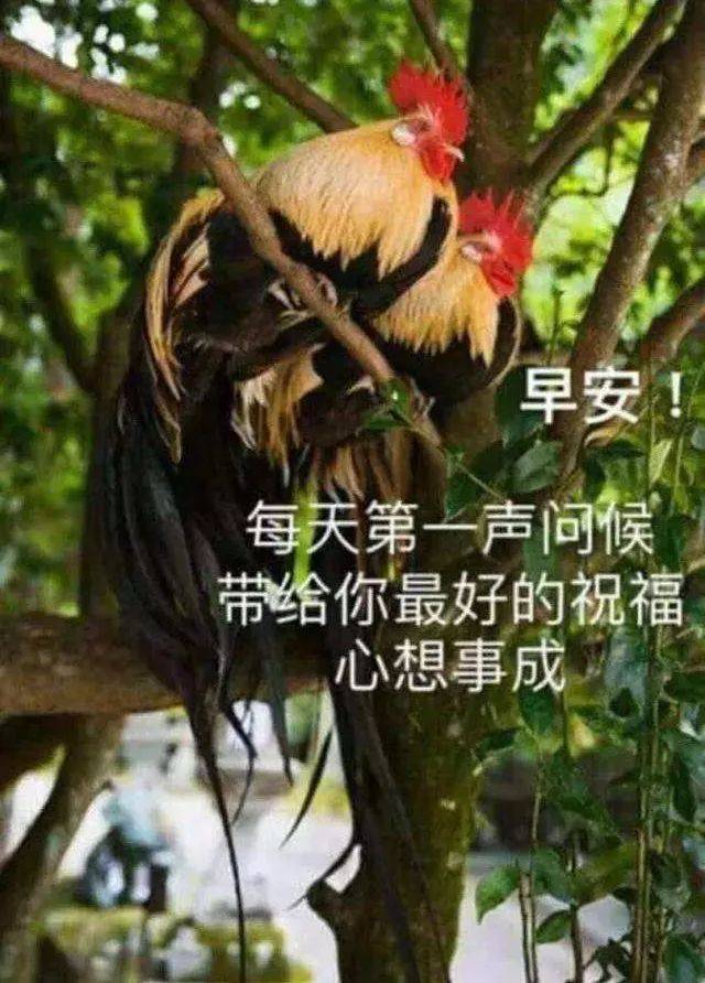 早安图片唯美带字