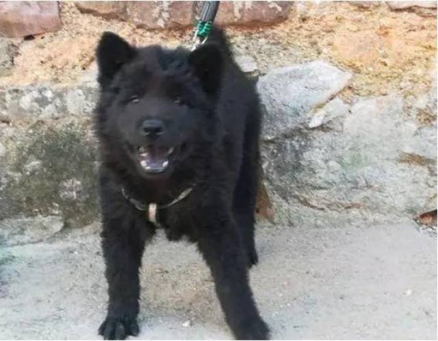 1万块钱买回来的极品黑色萨摩耶，朋友居然说是土狗!