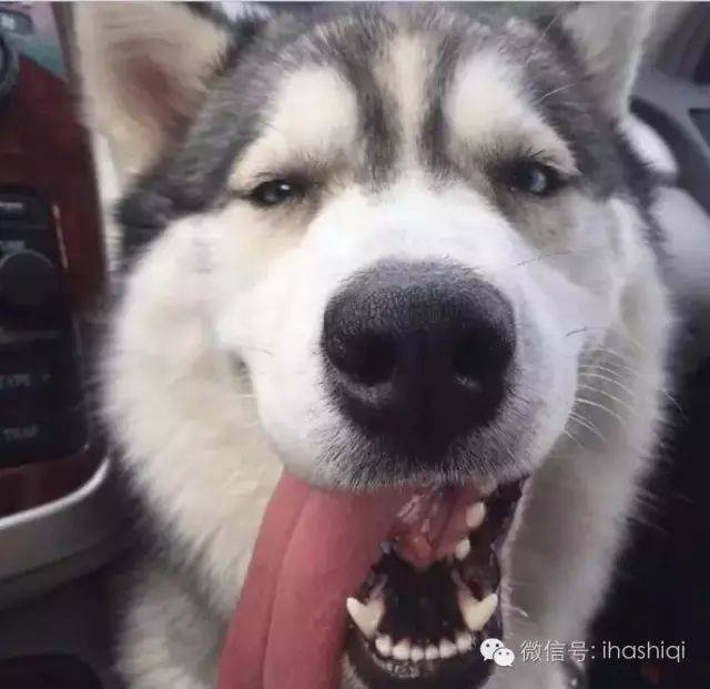 哈士奇的舌头,绝对是一道亮丽的风景线!