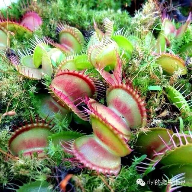 玻璃中的世界:奇妙的食虫植物(carnivorous plants)造景缸!