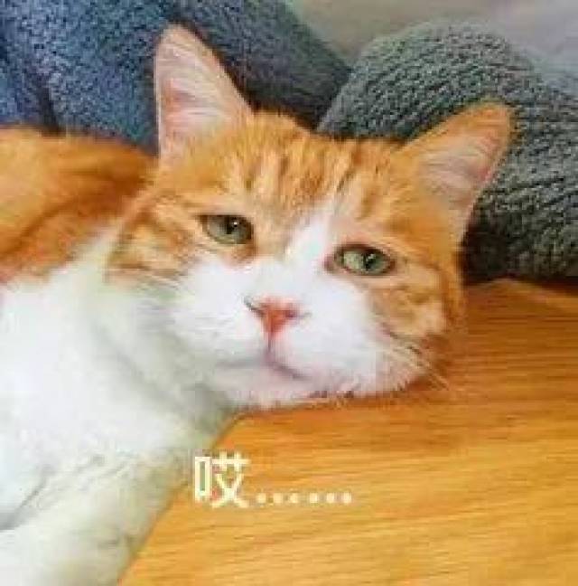 ���Ϻ��������߱�������ͷ����ɯ��Ϯ�ص����˳�ƨ���̣���Ща