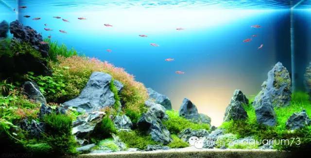 水族圈带您看遍17年ada-iaplc世界水草造景大赛2001年至今全部作品!