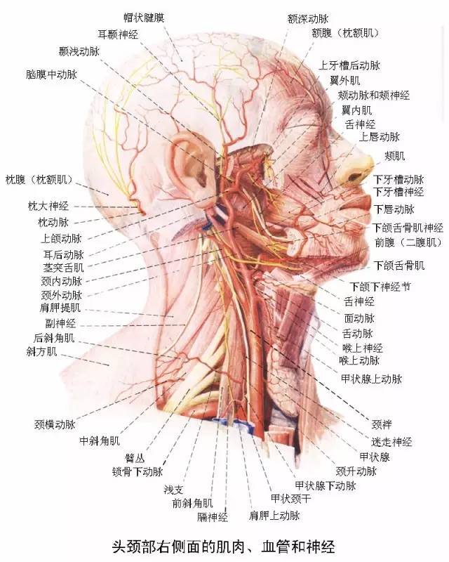 颈部有哪些肌肉,血管和神经?