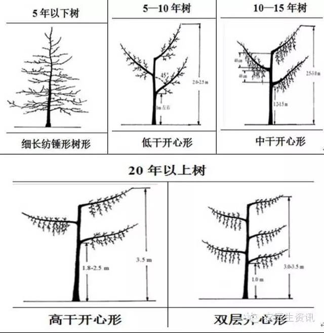 冬季果树修剪技术大全!根据树龄不同选择合适的树形