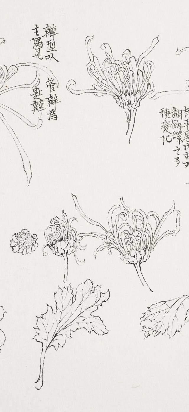 陈相锋 | 冰肌玉骨,遥谢风尘 —— 菊花白描写生与题跋