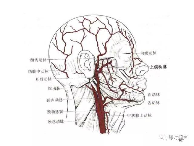 颈部血管超声正常解剖及常见病的超声诊断标准