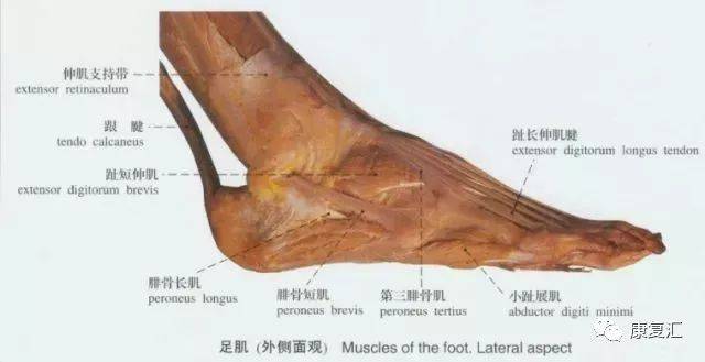 康复| 脚踝扭伤各类型及治疗方法