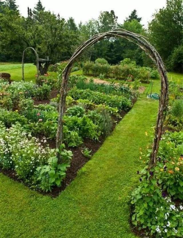 园艺|太有才了,蔬菜也能种成花儿!