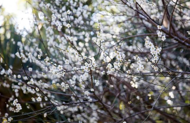 深圳1500㎡梅花美翻了!花开如雪,错过再等一年!