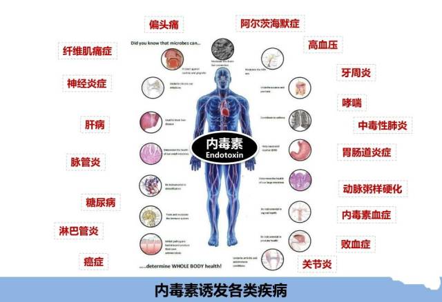 记住,很多重要的成人疾病都与肠道健康有关.