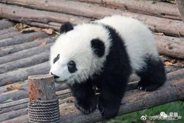 成都大熊猫繁育研究基地:披着爱大熊猫的皮,却干着虐大熊猫的渣事.