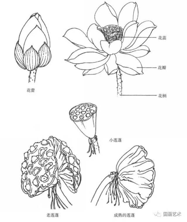 线描荷花画法与画谱