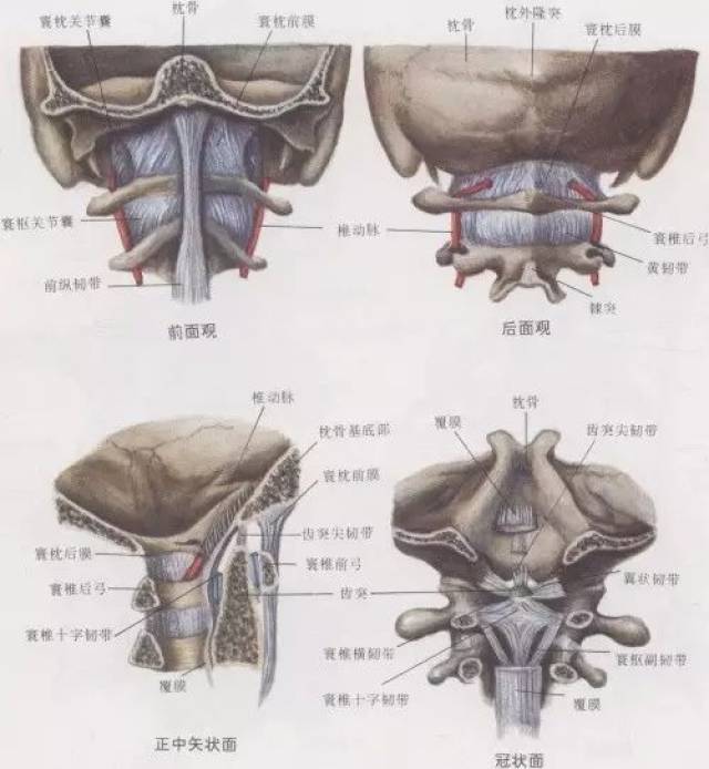侧块上面有椭圆形关节凹,与枕骨髁构成寰枕关节,支撑颅骨;第2颈椎"