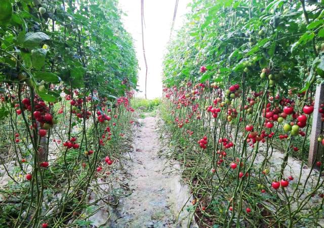 致富经:圣女果种植高产技术