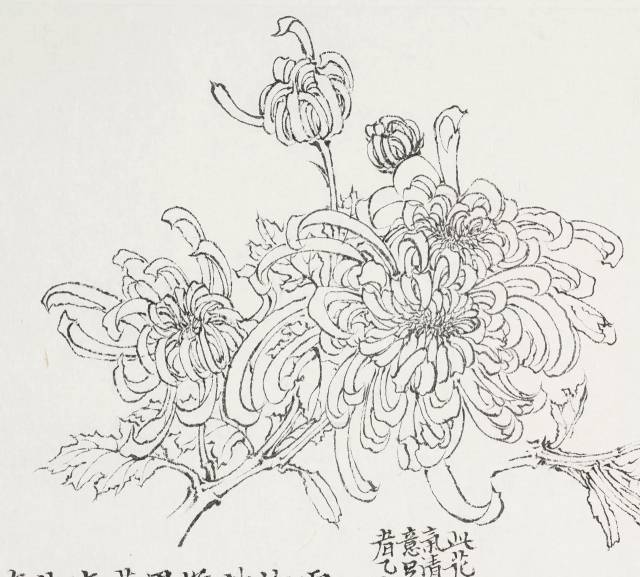 陈相锋 | 冰肌玉骨,遥谢风尘 —— 菊花白描写生与题跋