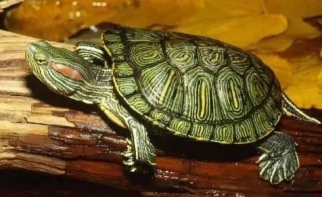 世界互动性最好的水龟排行