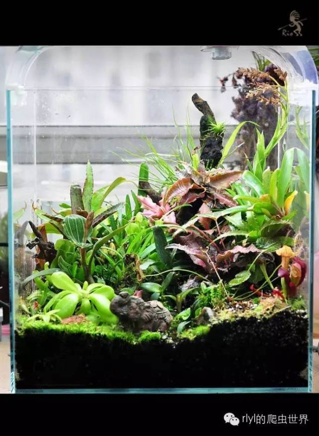 玻璃中的世界:奇妙的食虫植物(carnivorous plants)造景缸!