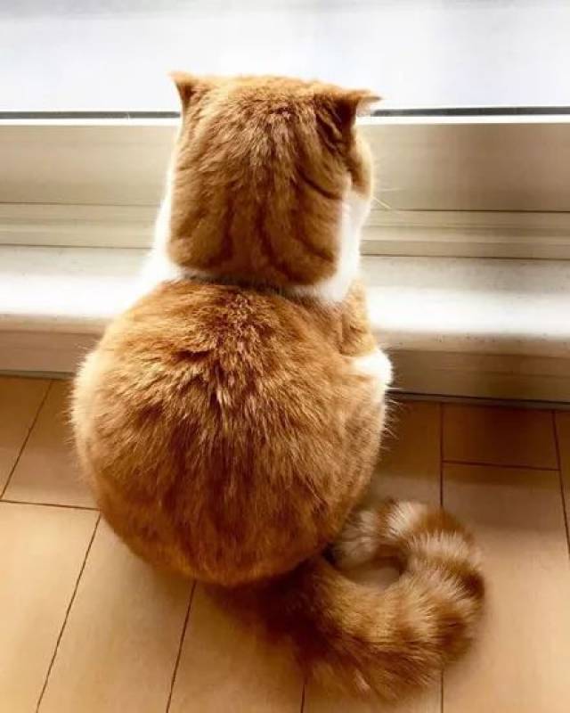 主人拍下家里橘猫的小背影,让人看了想排队抱抱它.