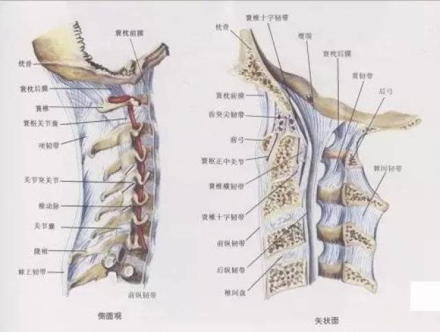 第2颈椎"枢椎",椎体上方有钉状齿突(齿突);第7颈椎"隆椎",棘突