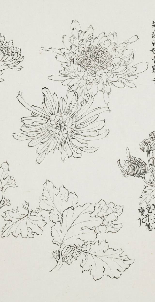 陈相锋 | 冰肌玉骨,遥谢风尘 —— 菊花白描写生与题跋