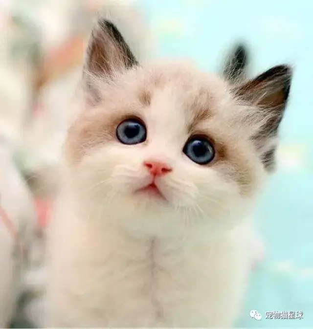 【科普】猫咪的动作含义