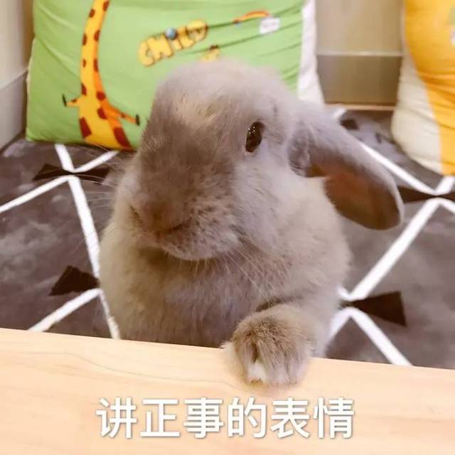 如何给兔子洗澡,才不会出问题?