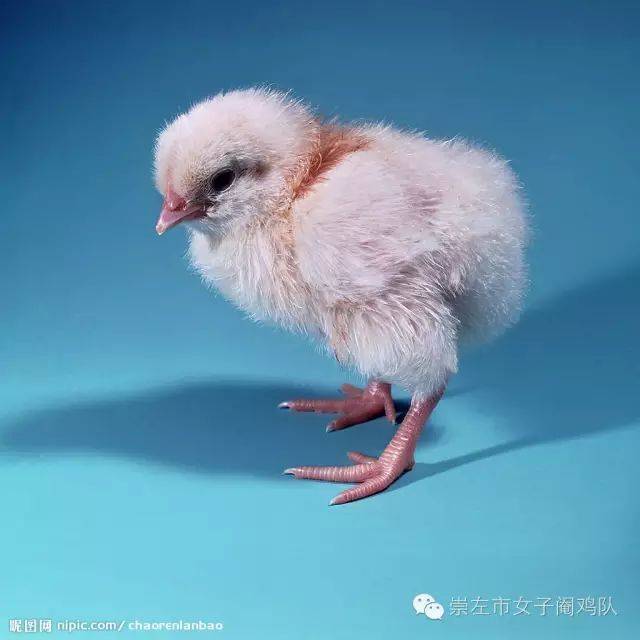 肉鸡免疫程序: 1日龄:注射马立克疫苗. 7日龄:h120饮水或滴鼻.