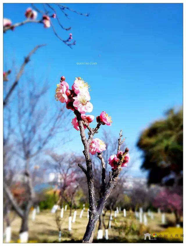 大理下关团山公园梅花已开,风和日丽,赏花去喽