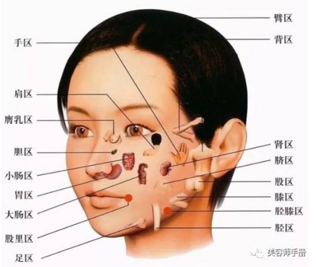 面颊周区(法令纹较深,脸颊暗黄,长痘,鼻翼两边发红毛孔粗大—淋巴