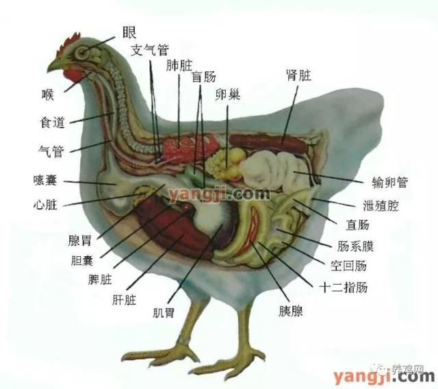 鸡的生理解剖图之二 源自养鸡网