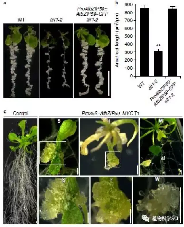 nature plants∣植物所胡玉欣课题组发文揭示愈伤组织